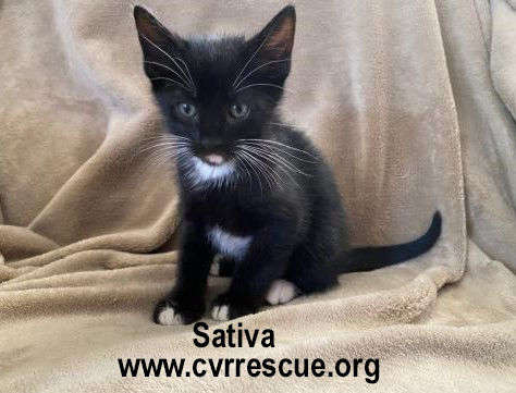 Sativa